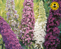 Sommerfuglebusk, Buddleja mix