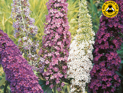 Sommerfuglebusk, Buddleja mix