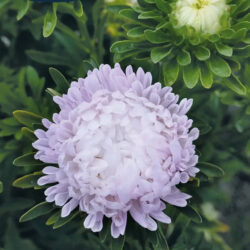 Asters, Sommerasters Silvery Rose