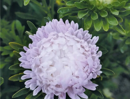 Asters, Sommerasters Silvery Rose