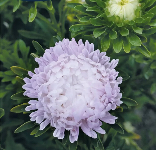 Asters, Sommerasters Silvery Rose