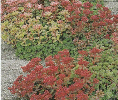 Sedum spurium, vilde sorter. Fette Henne