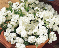 Floks Hvid. Phlox White Beauty, potteplante. Lav