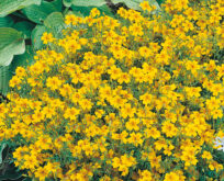 Tagetes, Golden Gem AppelsinTagetes