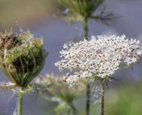 Blomsterblanding og vild natur