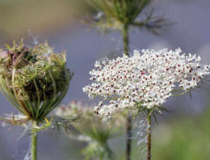 Blomsterblanding og vild natur