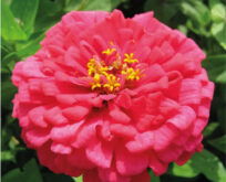 Zinnia Ezquisite