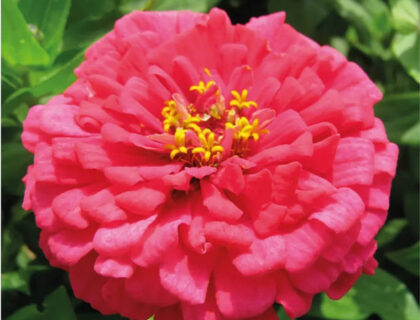 Zinnia Ezquisite